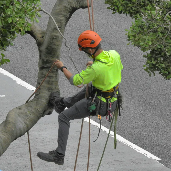 Tree services website preview card